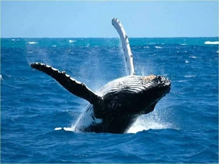 Humpback whale breaching in Samaná Bay